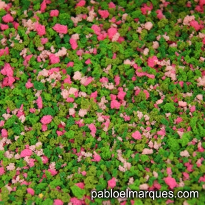 J-03 Jardín: flores rosas
