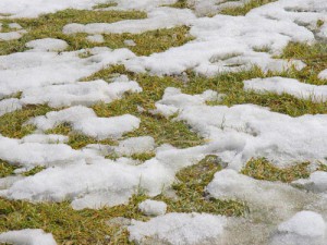 snow-melting-on-grass-300x225-1
